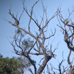 Todiramphus pyrrhopygius at Tibooburra, NSW - 30 Aug 2022 09:50 AM