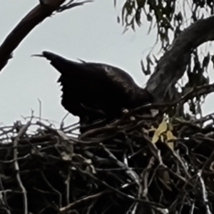 Aquila audax at Jerrabomberra, ACT - 7 Sep 2022