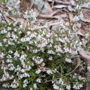 Cryptandra amara at Jerrabomberra, ACT - 7 Sep 2022