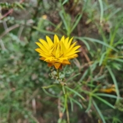 Xerochrysum viscosum (Sticky Everlasting) at Isaacs Ridge and Nearby - 7 Sep 2022 by Mike