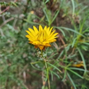 Xerochrysum viscosum at Jerrabomberra, ACT - 7 Sep 2022 04:57 PM