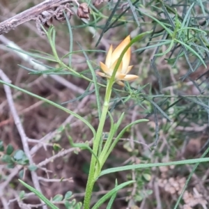 Xerochrysum viscosum at Jerrabomberra, ACT - 7 Sep 2022