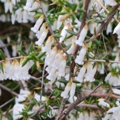 Styphelia fletcheri subsp. brevisepala (Twin Flower Beard-Heath) at Isaacs Ridge and Nearby - 7 Sep 2022 by Mike