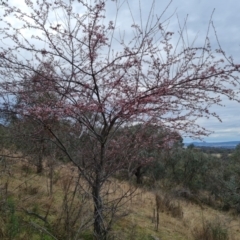 Prunus cerasifera (Cherry Plum) at Isaacs Ridge and Nearby - 7 Sep 2022 by Mike