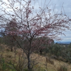 Prunus cerasifera (Cherry Plum) at Jerrabomberra, ACT - 7 Sep 2022 by Mike