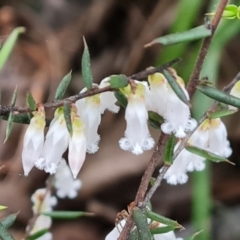 Styphelia fletcheri subsp. brevisepala (Twin Flower Beard-Heath) at Isaacs Ridge and Nearby - 7 Sep 2022 by Mike