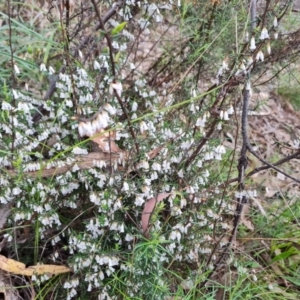 Leucopogon fletcheri subsp. brevisepalus at Jerrabomberra, ACT - 7 Sep 2022
