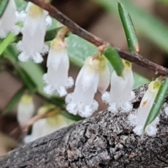 Styphelia fletcheri subsp. brevisepala at Jerrabomberra, ACT - 7 Sep 2022