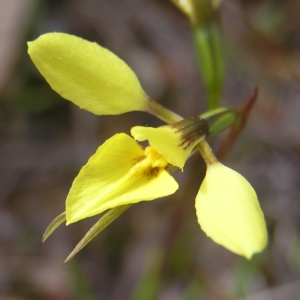 Diuris chryseopsis at Kambah, ACT - suppressed