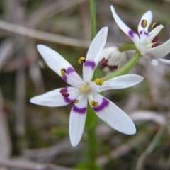 Wurmbea dioica subsp. dioica (Early Nancy) at Mount Taylor - 7 Sep 2022 by MatthewFrawley