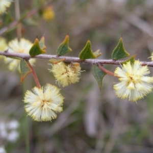 Acacia gunnii at Kambah, ACT - 7 Sep 2022 03:04 PM