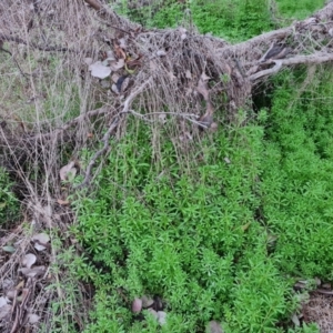 Galium aparine at Jerrabomberra, ACT - 7 Sep 2022