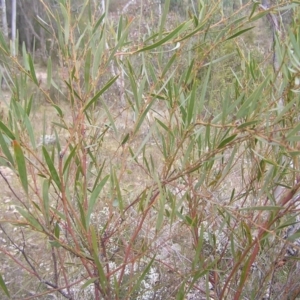 Daviesia mimosoides at Kambah, ACT - 7 Sep 2022