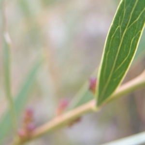 Daviesia mimosoides at Kambah, ACT - 7 Sep 2022