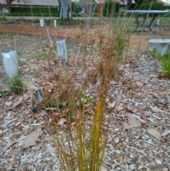 Juncus (genus) (A Rush) at Curtin, ACT - 7 Sep 2022 by JohnDM