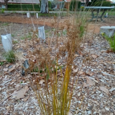 Juncus (genus) (A Rush) at Curtin, ACT - 7 Sep 2022 by JohnDM