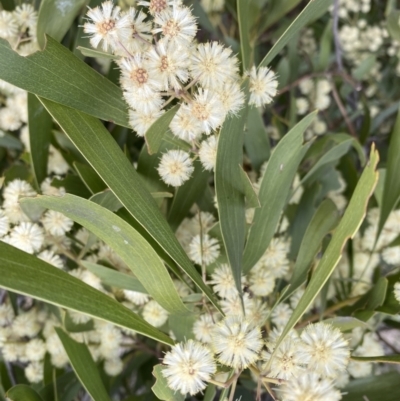 Acacia melanoxylon (Blackwood) at Paddys River, ACT - 7 Sep 2022 by Steve_Bok