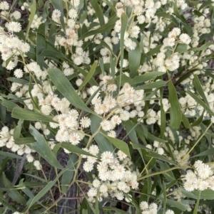 Acacia melanoxylon at Paddys River, ACT - 7 Sep 2022