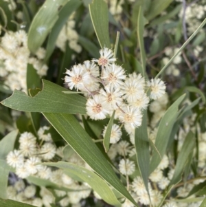 Acacia melanoxylon at Paddys River, ACT - 7 Sep 2022