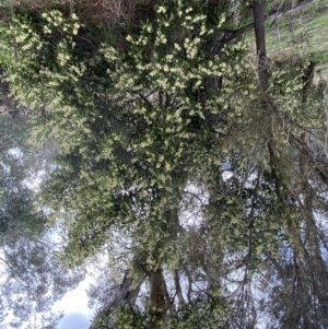 Acacia melanoxylon at Paddys River, ACT - 7 Sep 2022