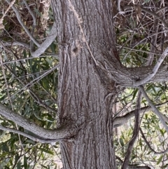 Acacia melanoxylon at Paddys River, ACT - 7 Sep 2022