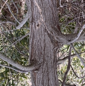 Acacia melanoxylon at Paddys River, ACT - 7 Sep 2022