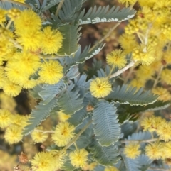 Acacia baileyana (Cootamundra Wattle, Golden Mimosa) at Paddys River, ACT - 7 Sep 2022 by SteveBorkowskis