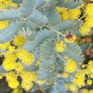 Acacia baileyana at Paddys River, ACT - 7 Sep 2022 01:29 PM