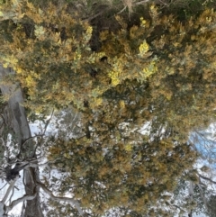 Acacia baileyana at Paddys River, ACT - 7 Sep 2022