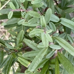 Pyracantha angustifolia at Paddys River, ACT - 7 Sep 2022
