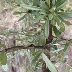 Pyracantha angustifolia at Paddys River, ACT - 7 Sep 2022