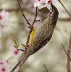 Anthochaera carunculata (Red Wattlebird) at Downer, ACT - 6 Sep 2022 by RobertD