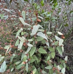 Pomaderris aspera (Hazel Pomaderris) at Laharum, VIC - 2 Sep 2022 by SimoneC