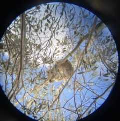 Phascolarctos cinereus (Koala) at Paddys River, ACT - 7 Sep 2022 by teeniiee