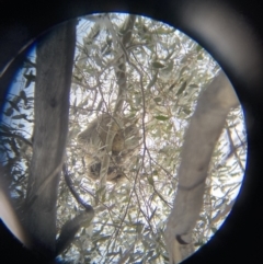 Phascolarctos cinereus at Paddys River, ACT - suppressed