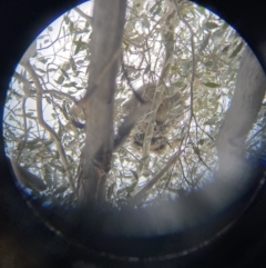 Phascolarctos cinereus at Paddys River, ACT - suppressed