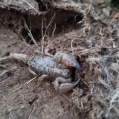 Urodacus manicatus (Black Rock Scorpion) at QPRC LGA - 7 Sep 2022 by clarehoneydove