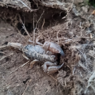 Urodacus manicatus (Black Rock Scorpion) at QPRC LGA - 7 Sep 2022 by clarehoneydove