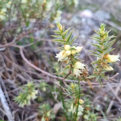 Melichrus urceolatus (Urn Heath) at Bungendore, NSW - 4 Sep 2022 by clarehoneydove