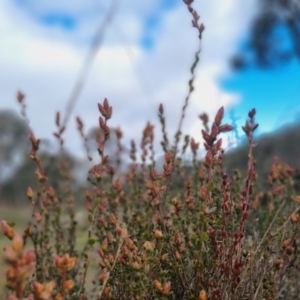 Brachyloma daphnoides at Bungendore, NSW - 4 Sep 2022