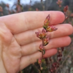 Brachyloma daphnoides at Bungendore, NSW - 4 Sep 2022