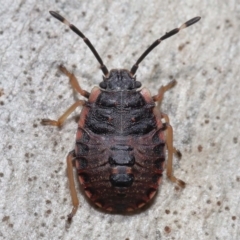 Diemenia rubromarginata (Pink-margined bug) at ANBG - 21 Aug 2022 by TimL