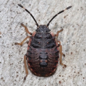 Diemenia rubromarginata at Acton, ACT - 21 Aug 2022