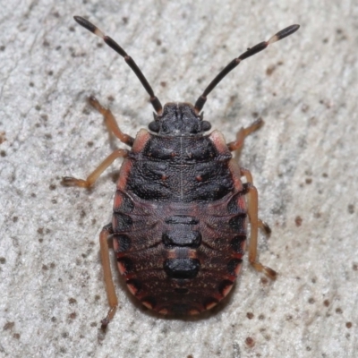 Diemenia rubromarginata (Pink-margined bug) at ANBG - 21 Aug 2022 by TimL