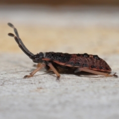 Diemenia rubromarginata at Acton, ACT - 21 Aug 2022