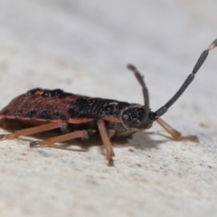 Diemenia rubromarginata at Acton, ACT - 21 Aug 2022