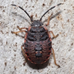 Diemenia rubromarginata at Acton, ACT - 21 Aug 2022