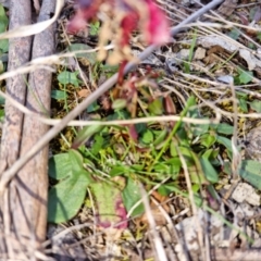 Rumex acetosella (Sheep Sorrel) at Bungendore, NSW - 4 Sep 2022 by clarehoneydove