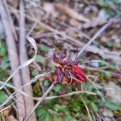 Rumex acetosella at Bungendore, NSW - 4 Sep 2022 04:06 PM