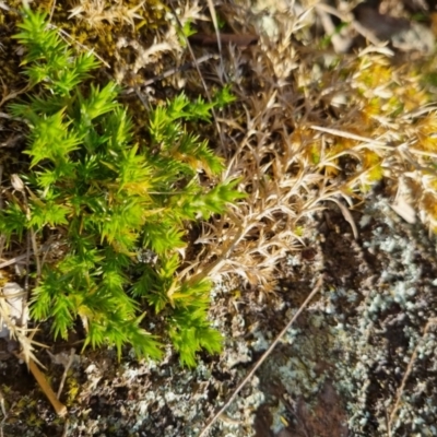 Stellaria pungens (Prickly Starwort) at Bungendore, NSW - 4 Sep 2022 by clarehoneydove